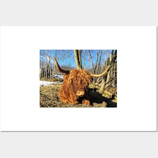 Scottish Highland Cattle Cow 2320 Posters and Art